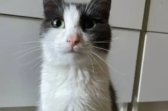 Объявления о пропавших и найденных животных, Полевской, фото: Кошка найдена: ул. Коммунистическая, 34