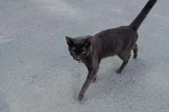 Найдена кошка, Новосибирск, фото: Серая кошка найдена на Горького, 104