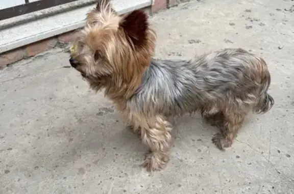 Собака найдена, ул. Туполева, Ростов-на-Дону