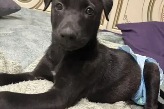 Собака найдена: Владикавказ, Сев. Осетия