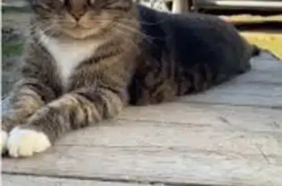 Пропал котик в Култаево, Пермский край