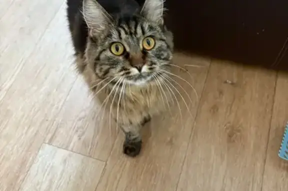 Пропала кошка у пилорамы, Бердск.