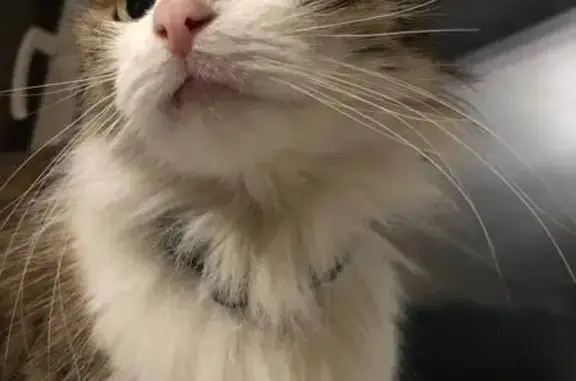 Найдена кошка, Малая Черкизовская, 64