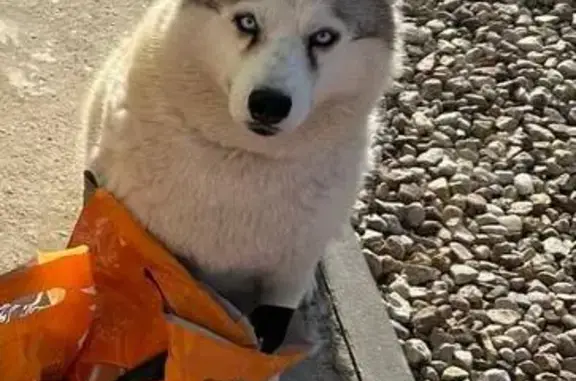 Пропала хаски Лола, Шумятино, 15.08.2025