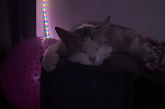 Кошка найдена: пр. Тракторостроителей, 74Б