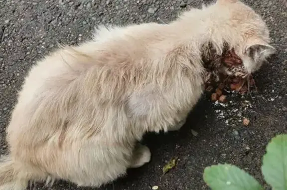 Кошка на дереве, пл. Декабристов, Чита