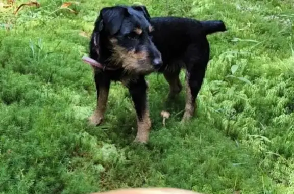 Найдена собака, Московская область, фото: Найден ягдтерьер, 46Н-03763, МО