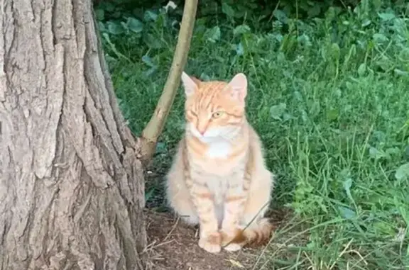 Кот найден: Ангарская ул. 34 с1, Москва