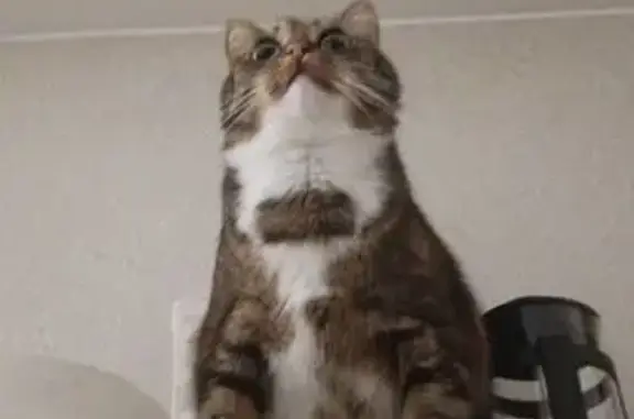 Пропала кошка, пр. Металлистов, 38, СПб