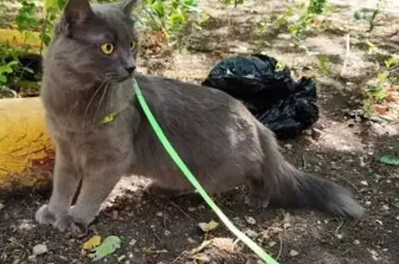 Пропала кошка, ул. Шевченко, 3, Шахты