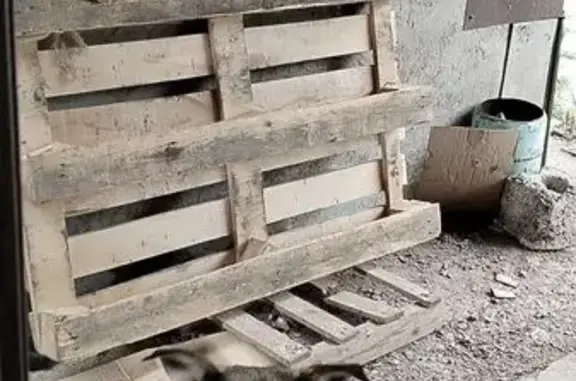 Пропала собака, Оренбург, пр. Автоматики 30/6