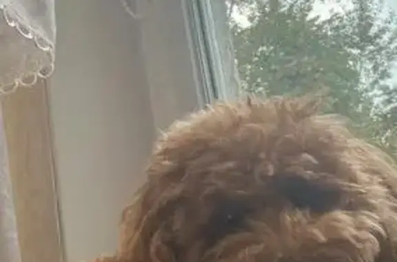 Собаки потеряшки, , фото: Потеряшка собака, Нижний Услон, Татарстан