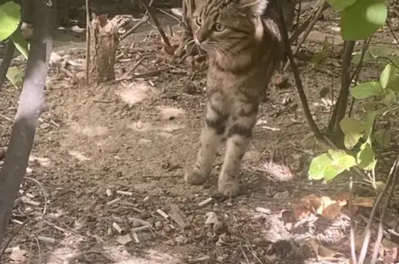 Найдена кошка, Севастополь, фото: Найден бенгал на Колобова, 21, Севастополь