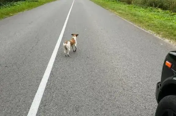 Найдена собака, Калужская область, фото: Собака найдена: Жерело, Калужская обл.