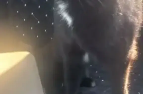 Найдена кошка, Муравленко, фото: Кошка найдена, ул. Муравленко, 25