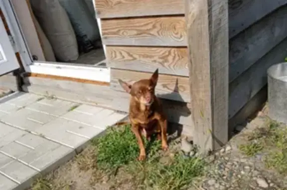 Найдена собака, Алтайский край, фото: Собака найдена в СНТ Олиумщик, Бийск