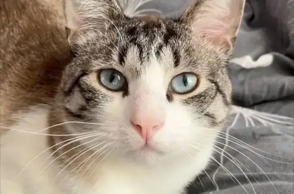 Пропала кошка, ул. Сахарова 3, Дубна