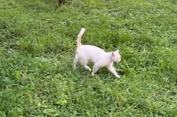 Кошка найдена: ул. Богомягкова, 38, Чита