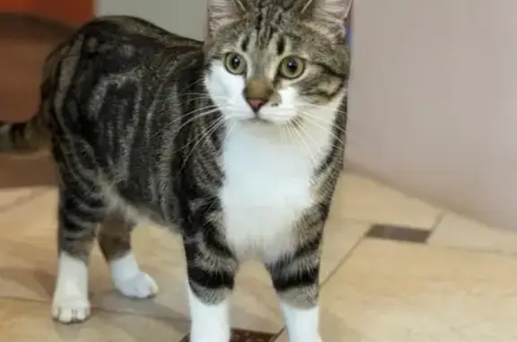 Кошки потеряшки, Торжок, фото: Потеряшка кошка, ул. Кожевников, Торжок