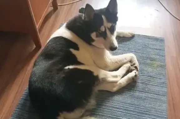 Найдена собака, Зеленоград, фото: Собака найдена на ул. Михайловка, к1409