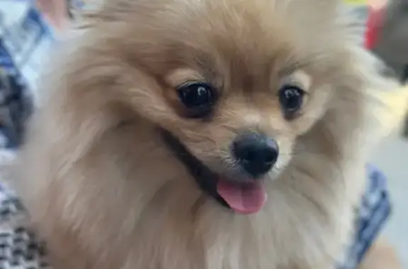 Найденные животные Салехард, фото: Потерялась собака, Салехард, Комсомольская