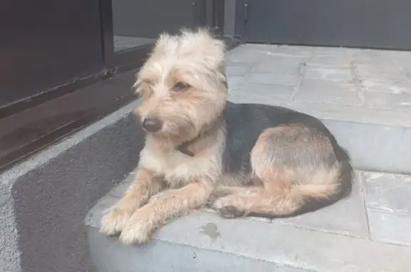 Найдена собака, Воронеж, фото: Найдена собака на ул. 121-й Стрелковой Дивизии, 50