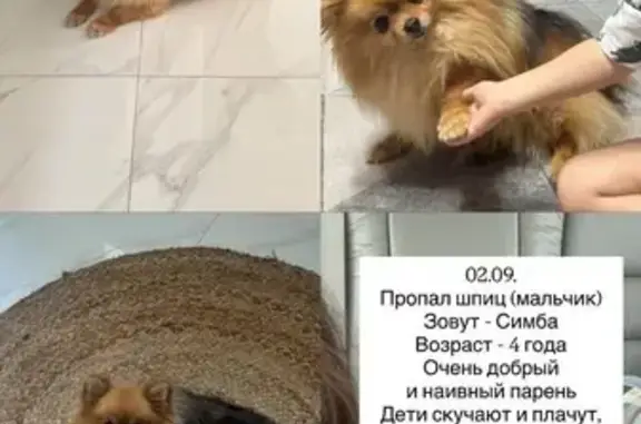 Пропала собака на Доброхимовской, 51