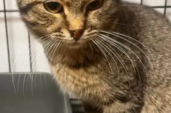 Найдена кошка, Бор, фото: Кошка найдена на ул. Тургенева, Бор