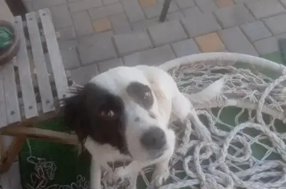 Найдена собака на Николаевском шоссе