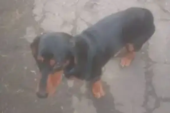 Найдена собака, , фото: Такса найдена: Октябрьская, 12, Гаровка-1