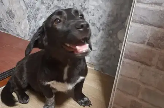 Собаки потеряшки, Нижний Новгород, фото: Потеряшка собака, Берёзовская 118, Н.Новгород