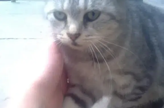 Кошка найдена: Германа Титова, 48, Волгоград