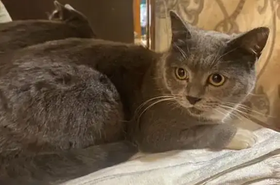 Найдена кошка, ул. Ротмистрова, 3, Тверь