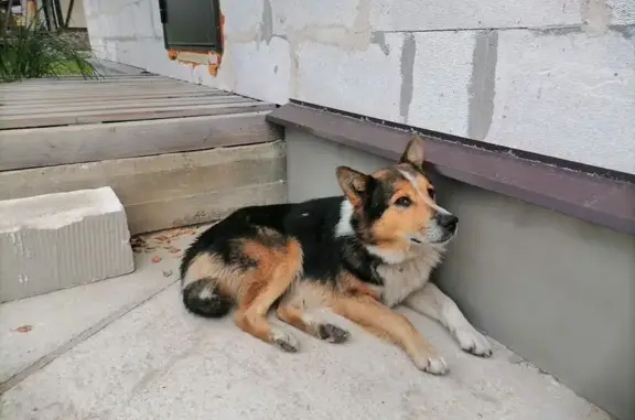 Найдена собака, Ворсино, фото: Собака найдена: 5-я ул. Ивана Купалы, 7