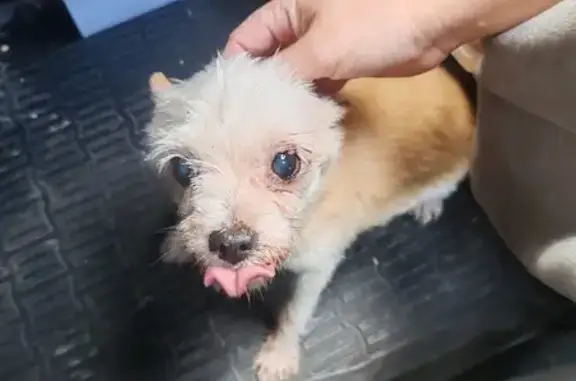 Найдена собака, Андреевка, фото: Найдена собака в Андреевке, ул. Троицкая