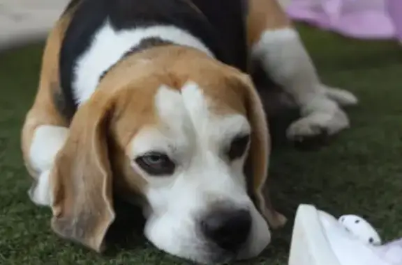 Собаки потеряшки, Тамбов, фото: Потеряшка собака, ул. Карла Маркса, 389