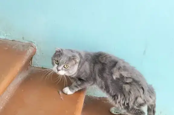 Найдена кошка, Астрахань, фото: Кошка найдена: ул. Сен-Симона, 38/6