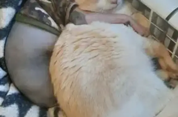 Пропала кошка, Литвиновская 40, Краснослободск