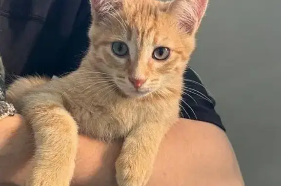 Пропал котёнок, Черноисточинское ш. 1В