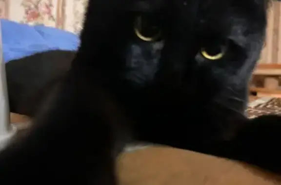 Пропала кошка, Заречный, 46Н-04157