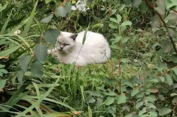 Найдена кошка, Воронеж, фото: Найдена кошка, ул. Ворошилова 31, Воронеж