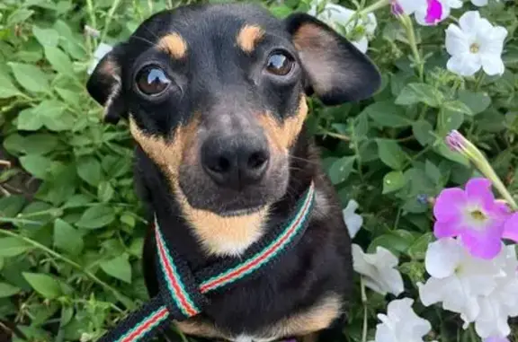 Собаки потеряшки, Москва, фото: Потеряшка собака, Пролетарский проспект 18к1