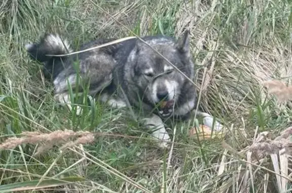 Найдена собака, Новочебоксарск, фото: Собака найдена у заправки 