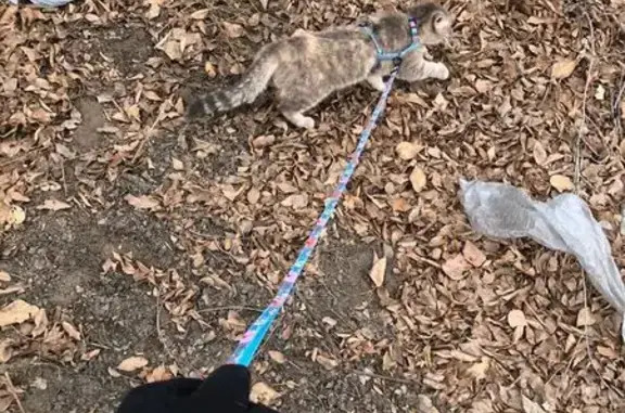 Кошки потеряшки, Улан-Удэ, фото: Потеряшка кошка Асока, Трубачеева 59А