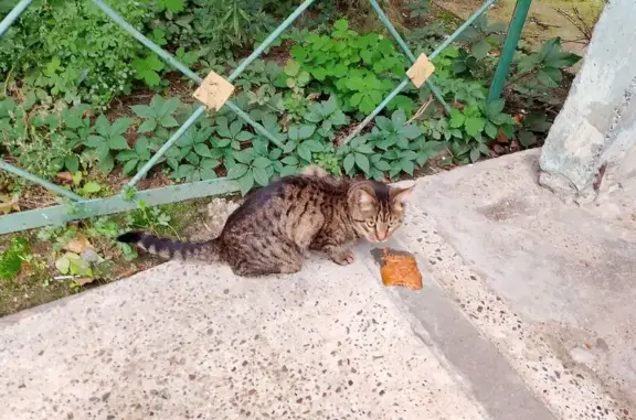 Найдена кошка, Казань, фото: Кошка найдена, Адоратского 32, Казань