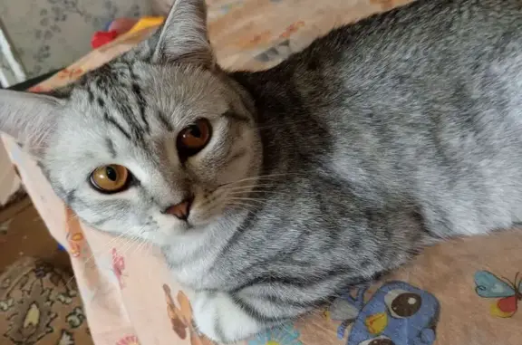 Кошки потеряшки, Кемерово, фото: Потеряшка кошка, ул. 9 Января, Кемерово