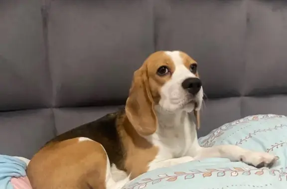 Собаки потеряшки, Мурино, фото: Потеряшка собака, пр. Авиаторов Балтики