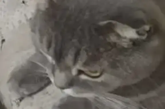 Пропала кошка, Нежинский с/с, Оренбуржье