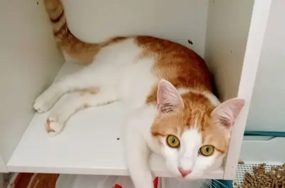 Кошки потеряшки, Ставрополь, фото: Потеряшка кошка, ул. Ленина, 397, Ставрополь