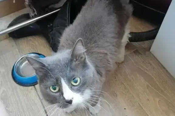 Найдена кошка, ул. Багратиона 33, Омск